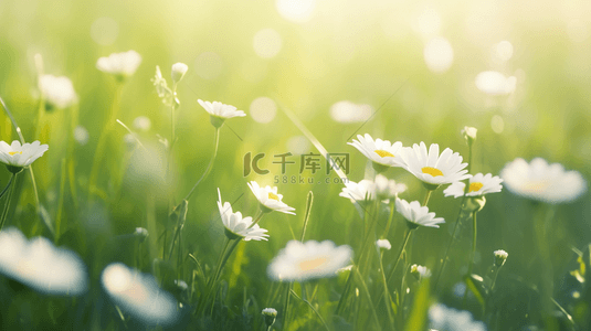 阳光背景图片_春天里绿色草坪上小雏菊开放的背景图15