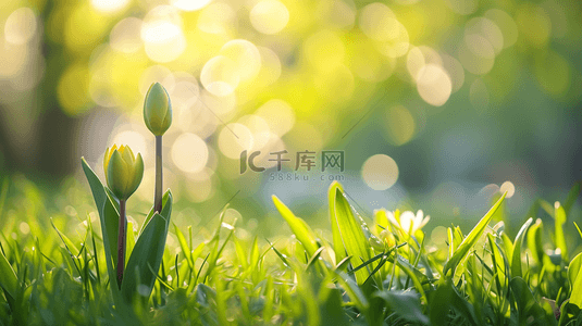 阳光桃花背景图片_春天阳光下公园里树枝花朵开放的背景6