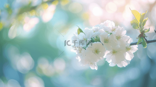 春天朦胧唯美树枝上开花的图片背景图2
