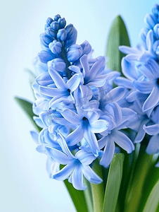 蓝色风信子鲜花