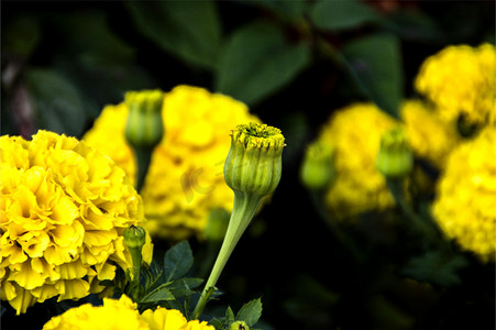 万寿菊花卉特写