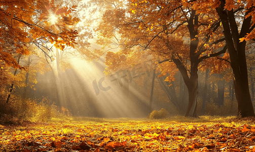秋风秋雨摄影照片_阳光照耀下的金色秋天美丽的森林树木