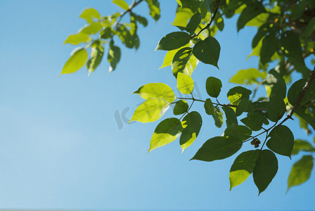 春天蓝天下的绿色树叶摄影图