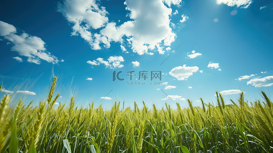 绿色的麦田和蔚蓝的天空背景图片