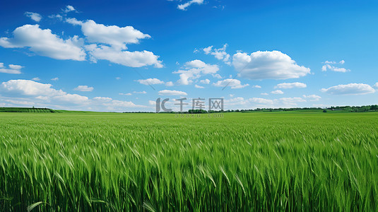 绿色的麦田和蔚蓝的天空背景图片