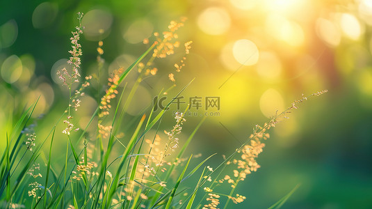 绿色草地小野花春天阳光背景图