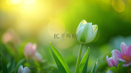 开放背景背景图片_春天阳光下户外草坪上美丽花朵开放背景6