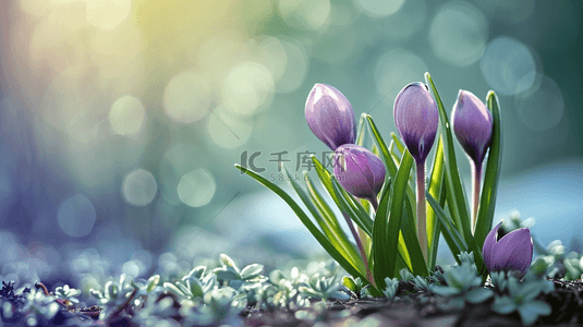 春天阳光下户外草坪上美丽花朵开放背景4