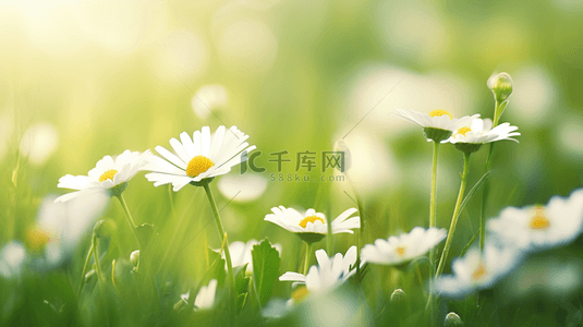 开放背景背景图片_春天阳关下草坪上小白花盛开的背景2