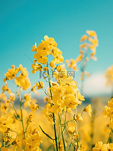 春天黄色油菜花壁纸背景图片