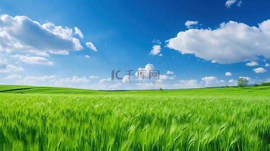 天空背景图片_绿色的麦田和蔚蓝的天空背景