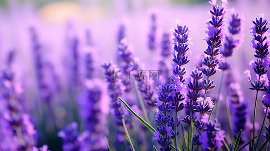 浪漫花朵花朵背景图片_春天花朵薰衣草花背景