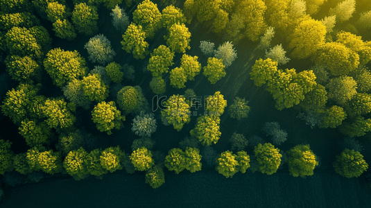 春天阳光下俯视森林树木的背景图4