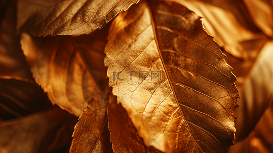 金色叶子背景背景图片_金色叶子质感纹理背景16