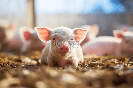 小猪小猪背景图片_养猪场可爱小猪猪苗素材