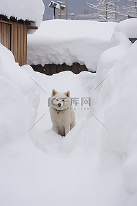 雪王背景图片_一只白狗在雪覆盖的房子外面