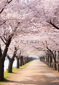 秋天背景图片_盛开的樱花树在秋天的花蕾中排列出一条小路