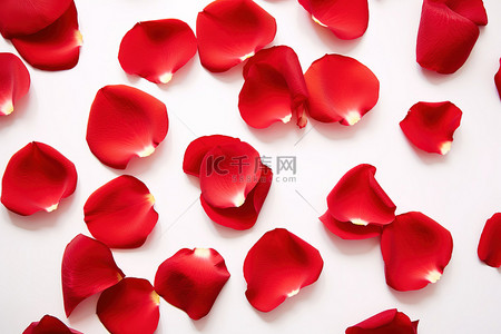 玫瑰花瓣背景图片_红色玫瑰花瓣排列在白色背景上