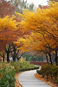 秋花背景图片_一条小路，两旁开满了秋花