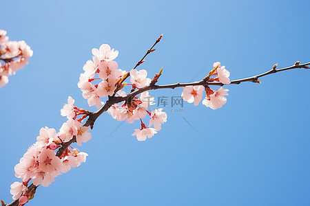 清澈的蓝天映衬下盛开的樱桃 photo