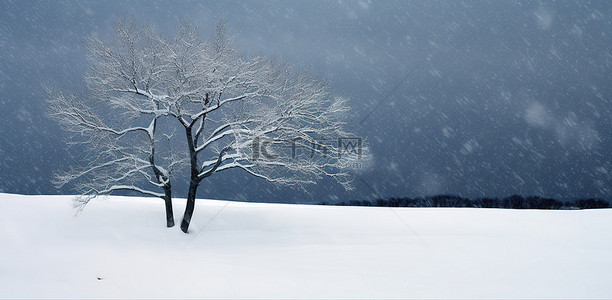 寒冷的雪天背景图片_雪天积雪的山上有两棵树