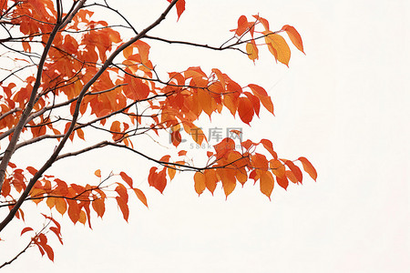 秋背景图片_公园绿地树枝上的秋黄叶