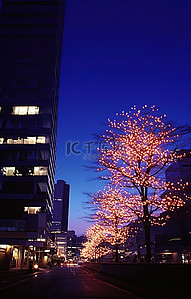 夜间点亮的树和背景中的建筑物