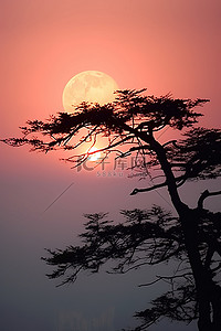 早晨的太阳背景图片_太阳正在雾边缘的一棵树后面落下