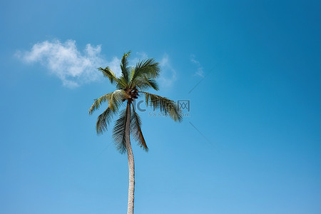 关岛背景图片_棕榈树映衬着清澈的蓝天