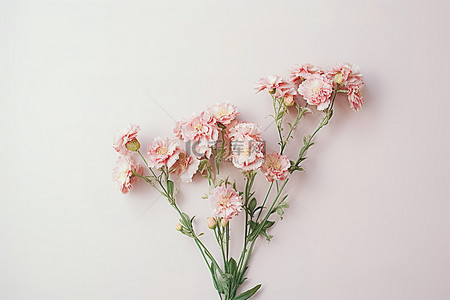 浅色背景上的两束粉红色花朵