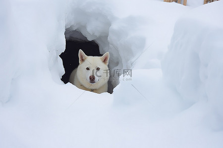 雪王背景图片_一只狗在雪隧道里看着雪