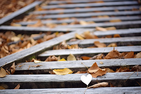 秋天木台阶上的白心