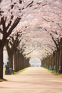 两旁种满樱花树的人行道