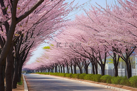 樱花街道背景图片_街道上一排开着粉红色花朵的白桦树