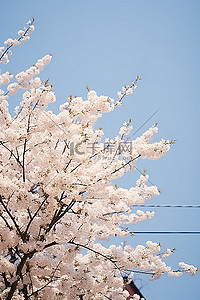 粉色樱花树背景图片_蓝天映衬下盛开的樱花树，树很白