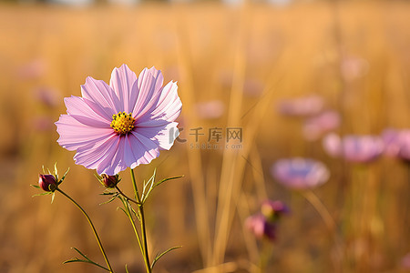 粉红色田野背景图片_一朵美丽的粉红色花矗立在田野里