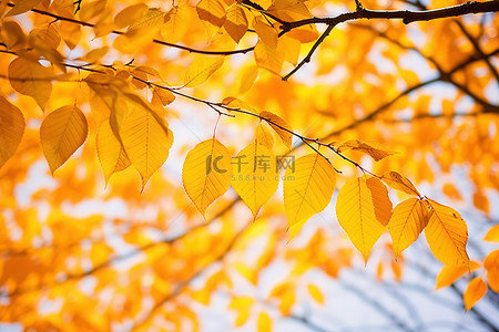 淡黄色的树叶映衬着天空