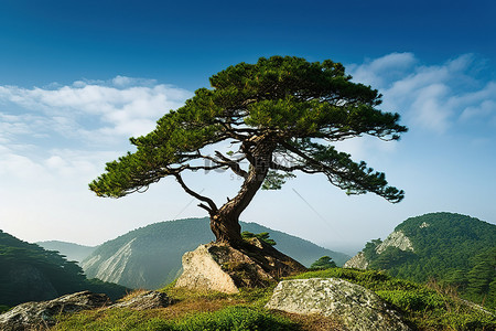 秋天松树地背景图片_一棵松树站在有云的岩石顶上