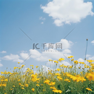 清澈的蓝天中的黄色花田