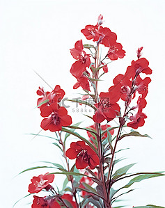 白色背景下的红色花朵植物