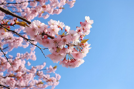 仲冬时节，蓝天映衬下的粉色樱花树