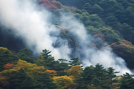 有树木和火山烟雾的森林