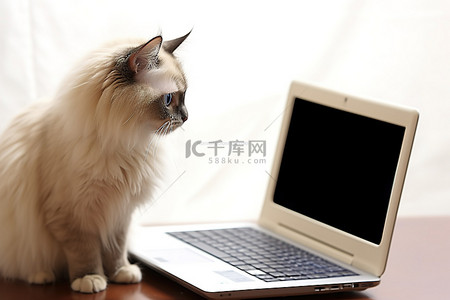 一只猫站在桌子上的笔记本电脑旁边