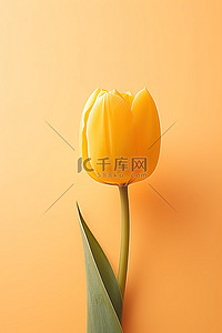 金背景图片_橙色背景中的一朵黄色郁金香