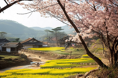 春天的稻田背景图片_永城的春天
