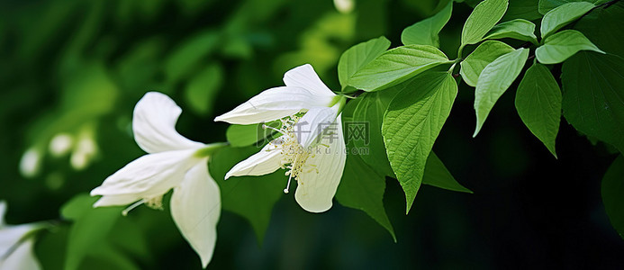 白喉万圣节花生长在绿色植物附近