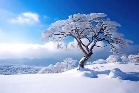 冬季的树背景图片_壁纸 图片 FHD 冬季 树 in the Snow 4k