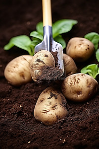 一群土豆和一把铲子在泥土里