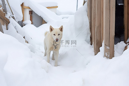 一只狗站在建筑物后面的雪中