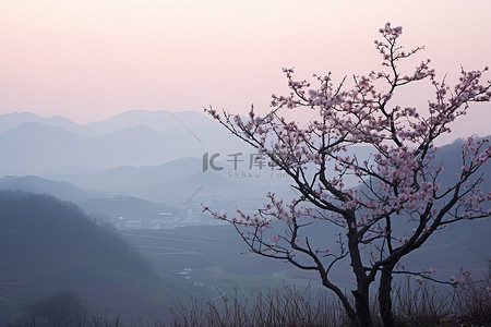 春天背景图片_山顶上有些树正在开花